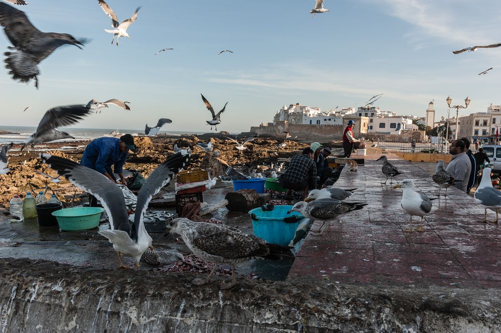 Essaouira - Morgens im Hafen