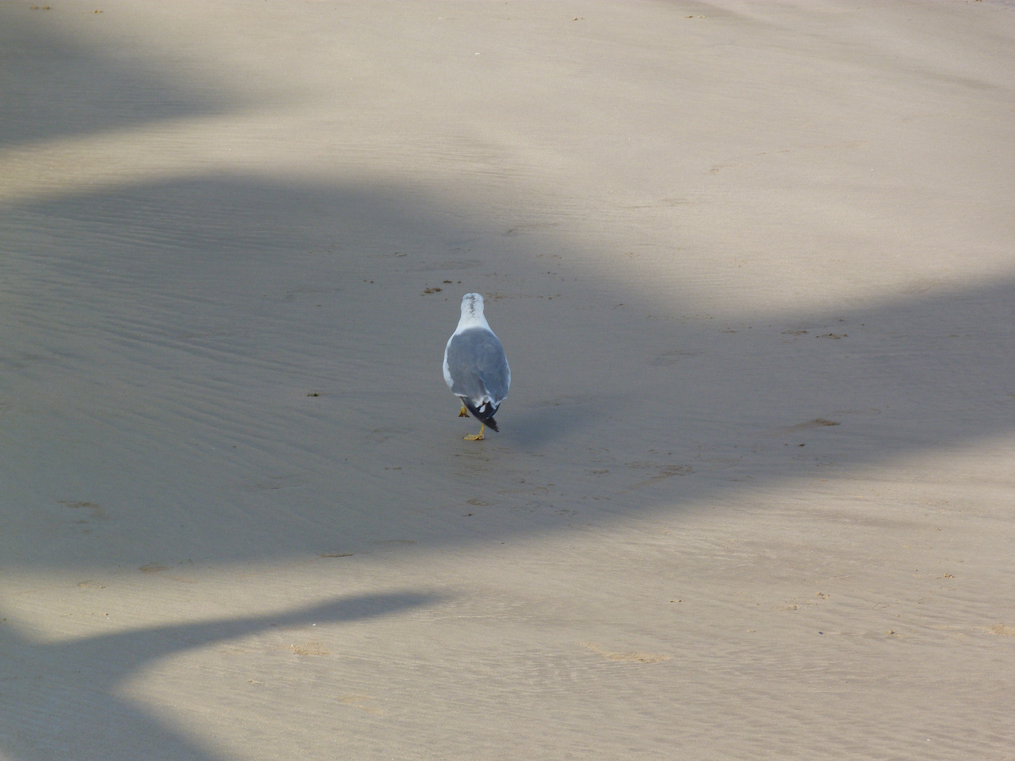 Essaouira strand