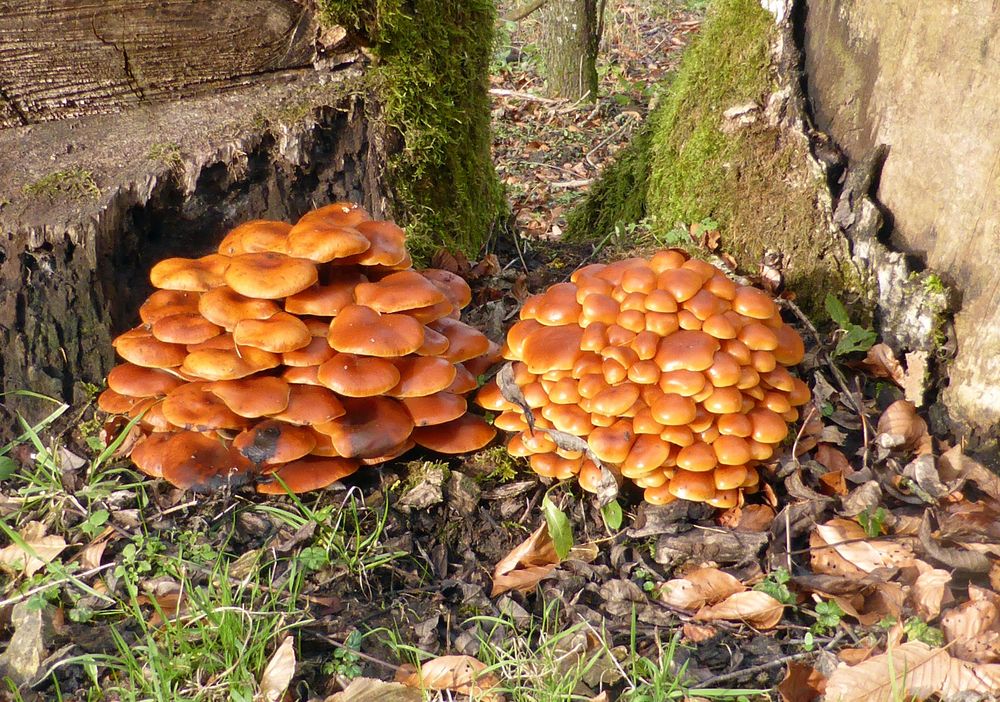 essbar? Foto &amp; Bild pflanzen, pilze &amp; flechten, pilze