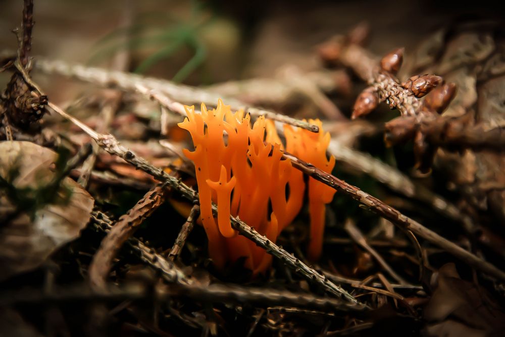 eßbar???? Foto & Bild pflanzen, pilze & flechten, pilze & flechten