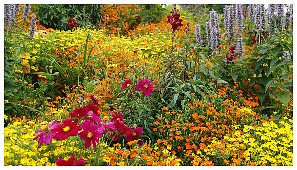 Essbare Blüten @ BUGA 2009 Schwerin