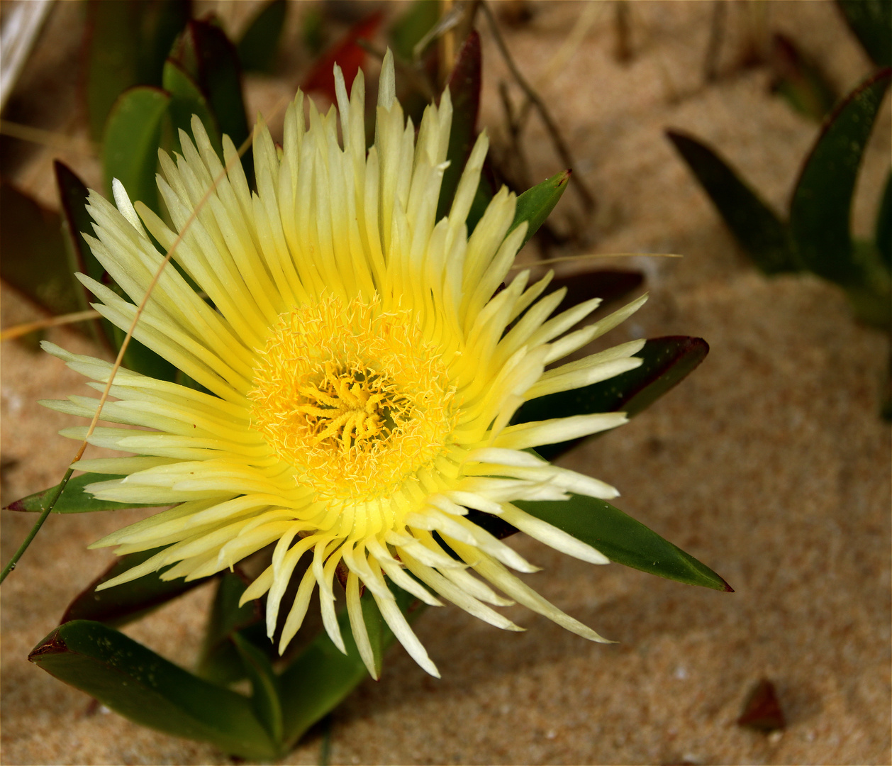 Essbare Mittagsblume an den Stränden der Algarve