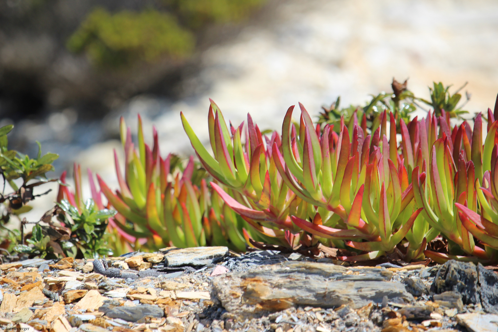 Essbare Mittagsblume (Caprobrotus edulis)