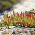 Essbare Mittagsblume (Caprobrotus edulis)