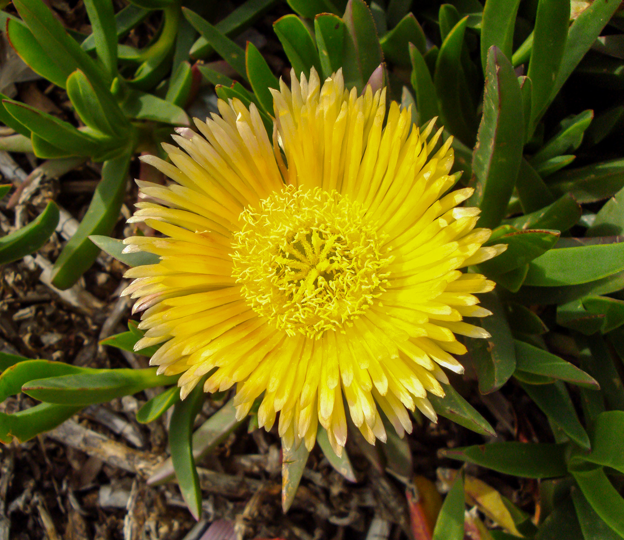 Essbare Mittagsblume - Carprobrotus 2