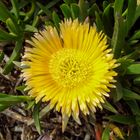 Essbare Mittagsblume - Carprobrotus 2