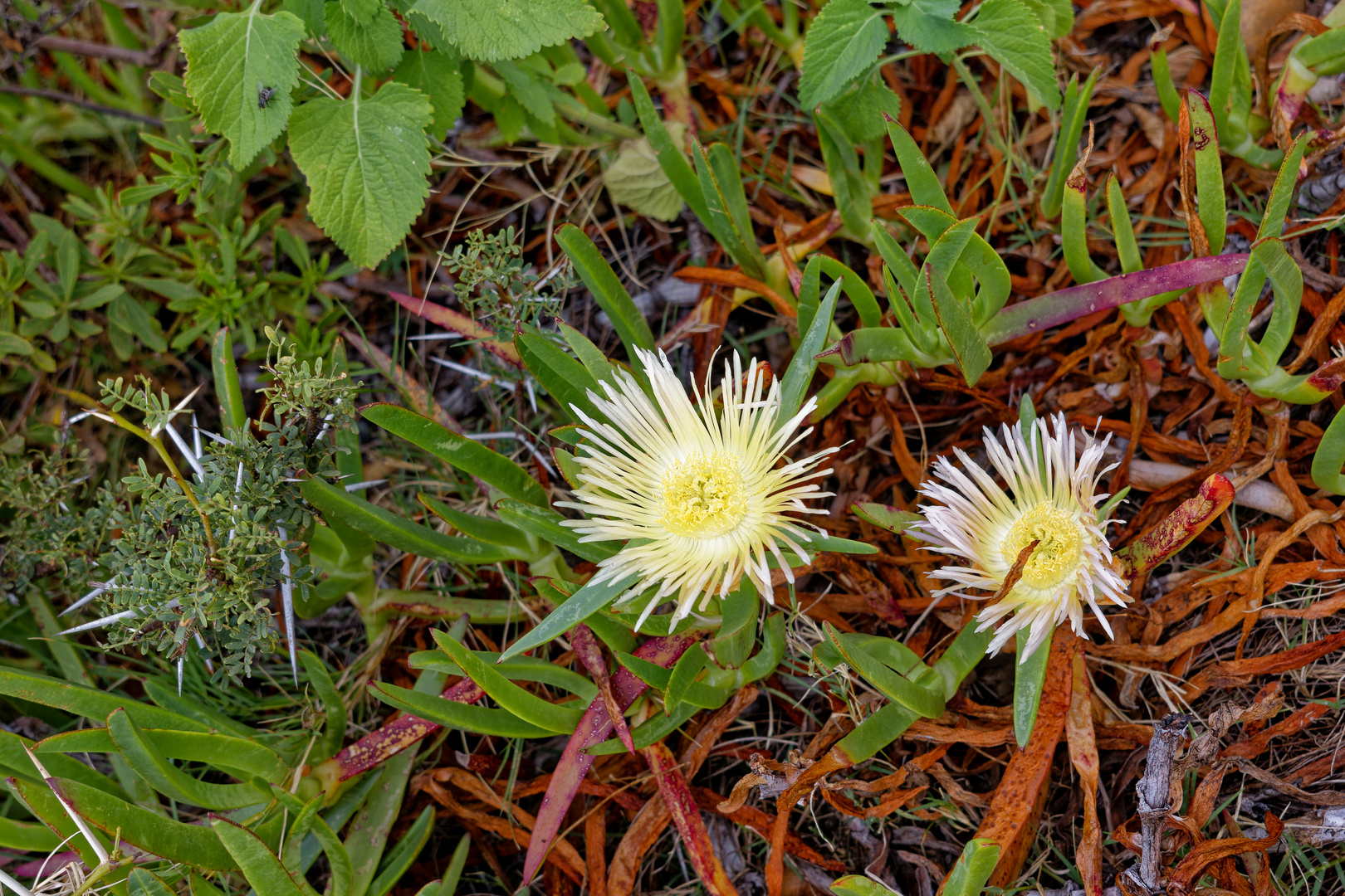 Essbare Mittagsblume