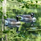 Essen - Gruga - Gänsepaar auf dem Margarethenteich