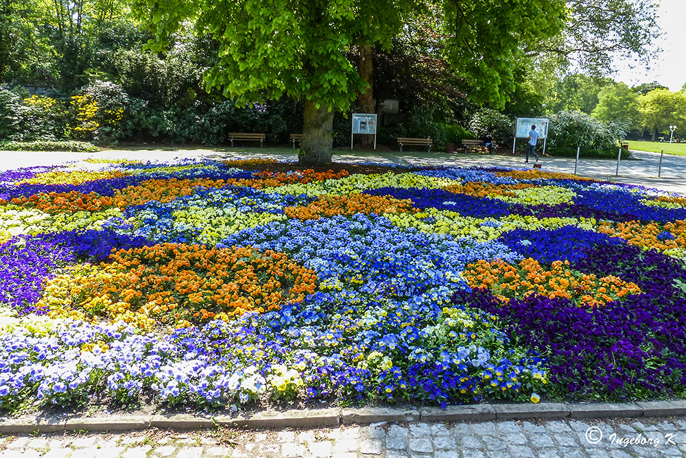 Essen - Gruga im Frühling - Stiefmütterchen in großer Farbenvielfalt