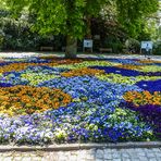 Essen - Gruga im Frühling - Stiefmütterchen in großer Farbenvielfalt