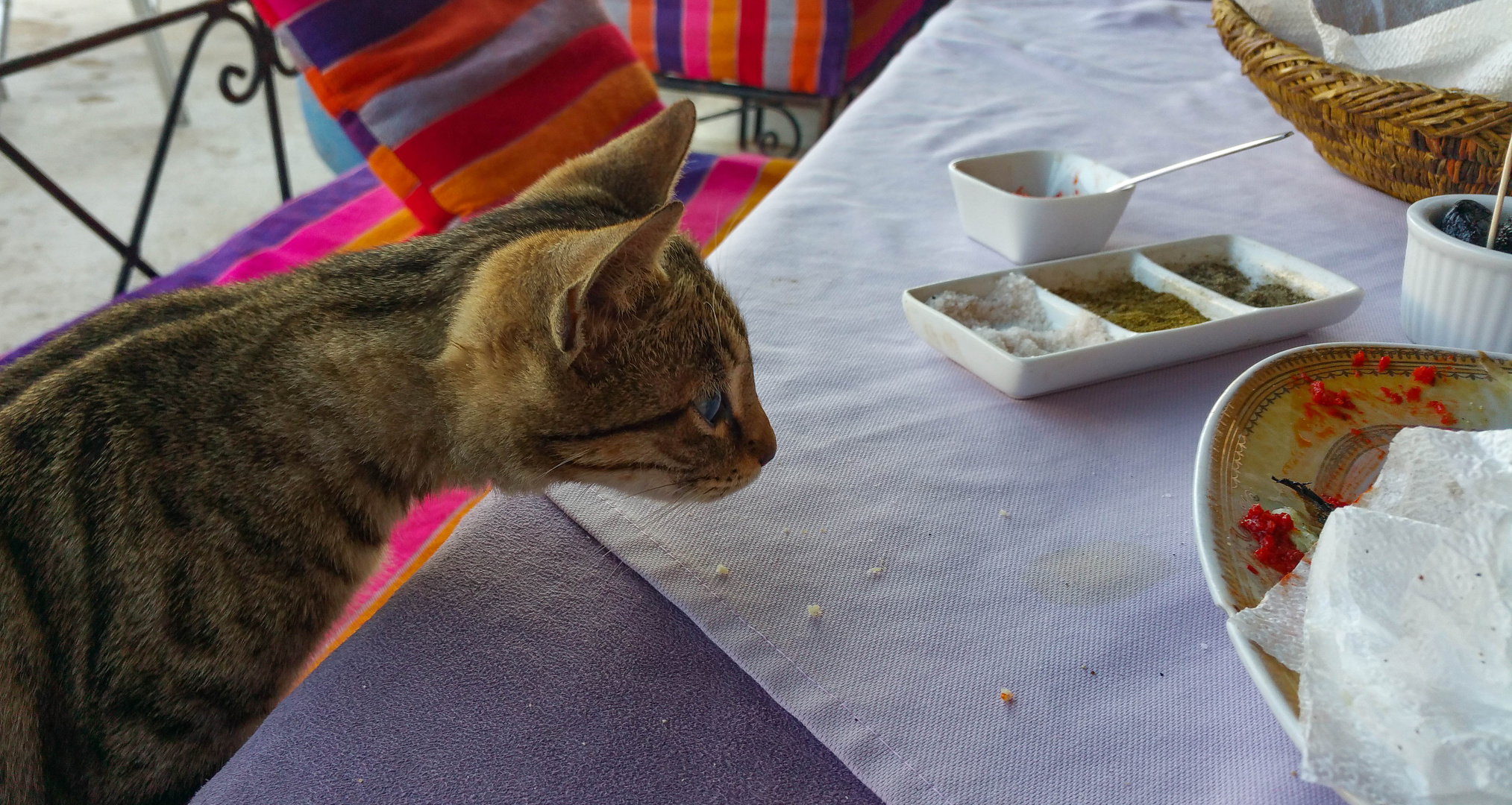 Essen in guter Gesellschaft: Die frechste Katze von allen