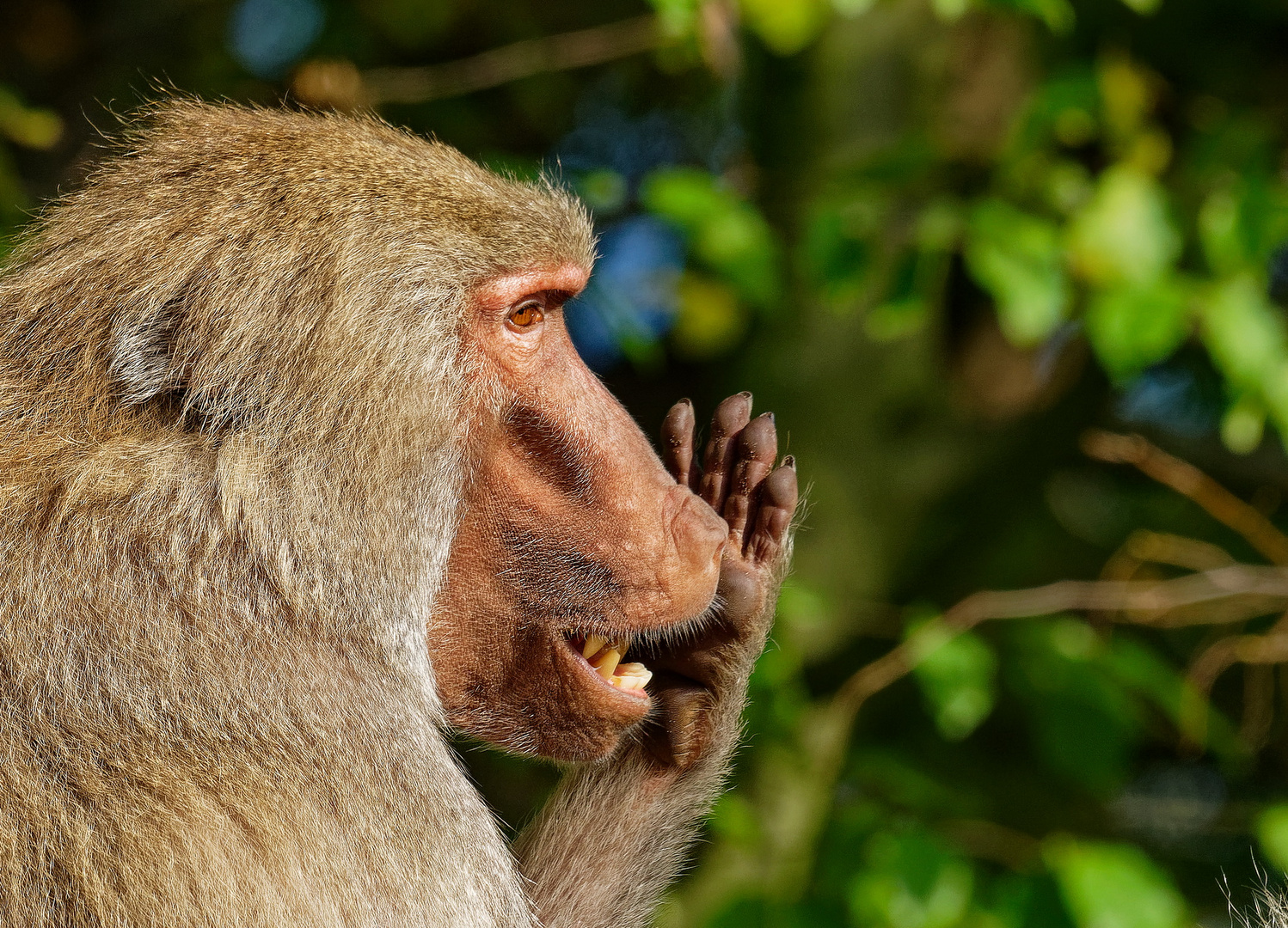 Essen ist fertig... Mantelpavian ZOO Krefeld