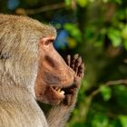 Essen ist fertig... Mantelpavian ZOO Krefeld