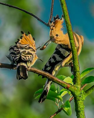 Essen lernen, Wiedehopf