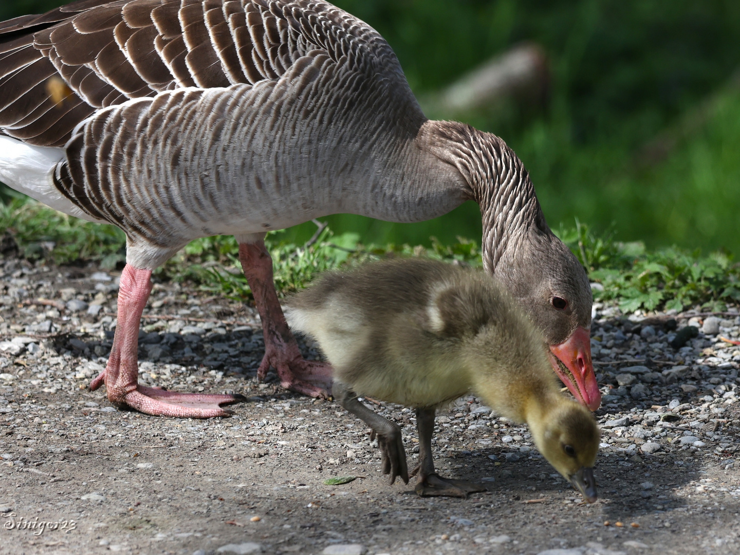Essen suchen mit Mama... Foto & Bild tiere, zoo, wildpark & falknerei, vögel Bilder auf