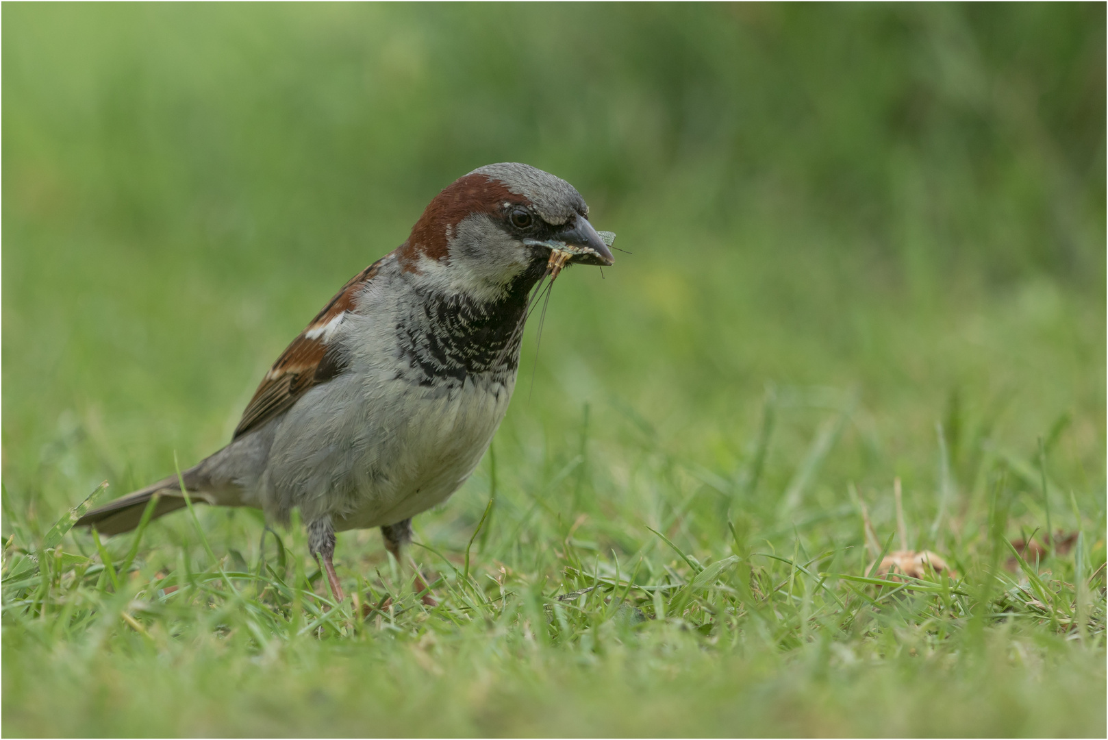 Essen wie ein Spatz