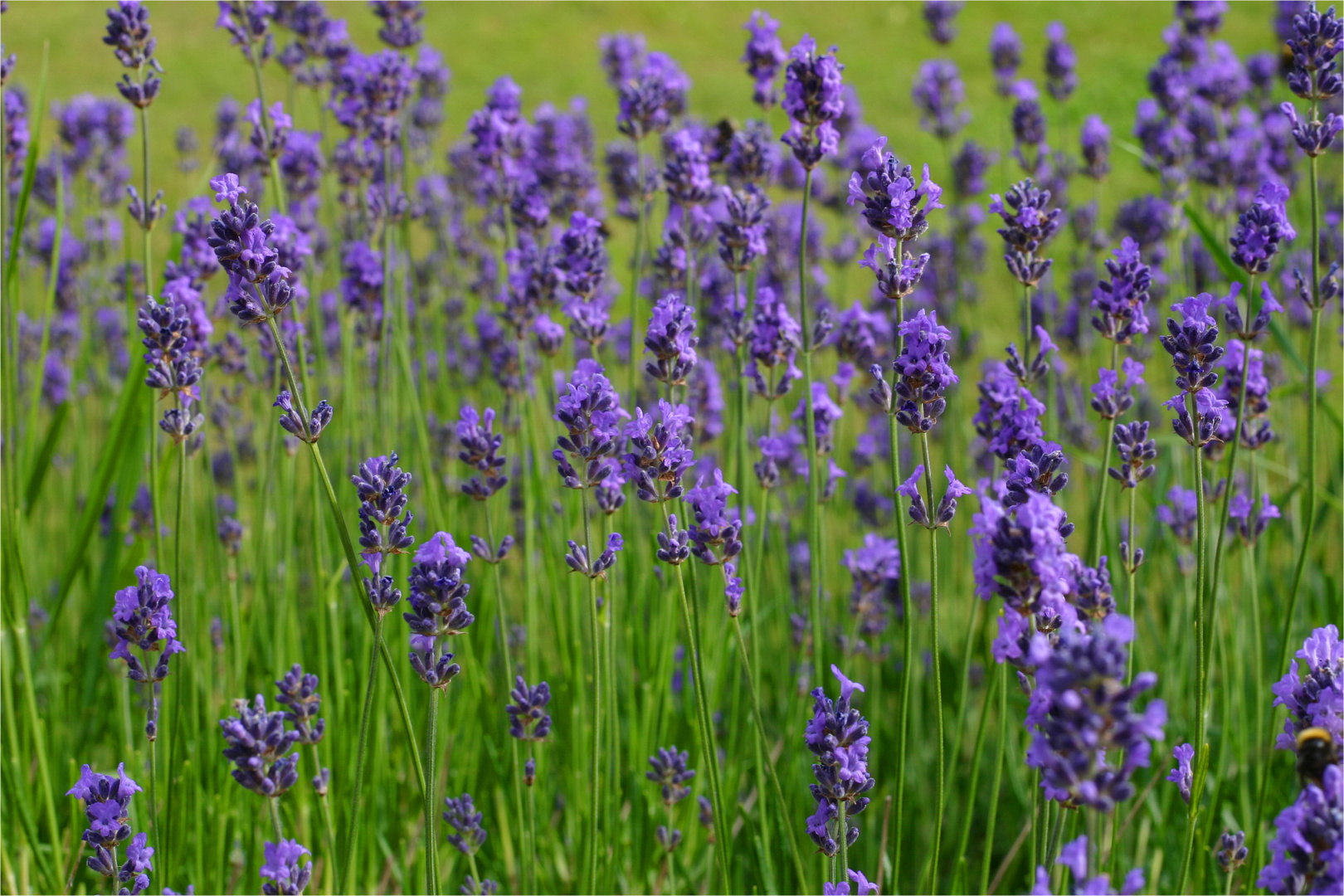 ****Essence de Provence****