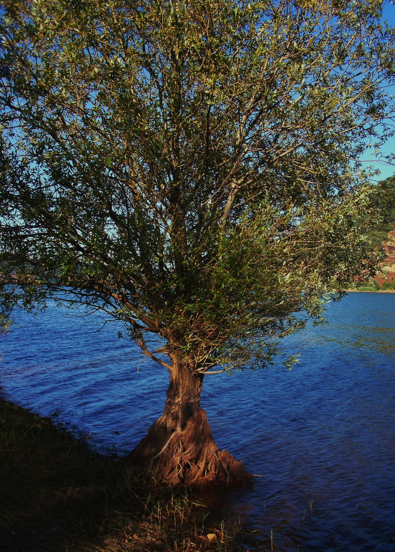 essence de vie entre terre et lac