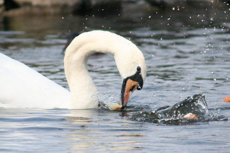 essender Schwan