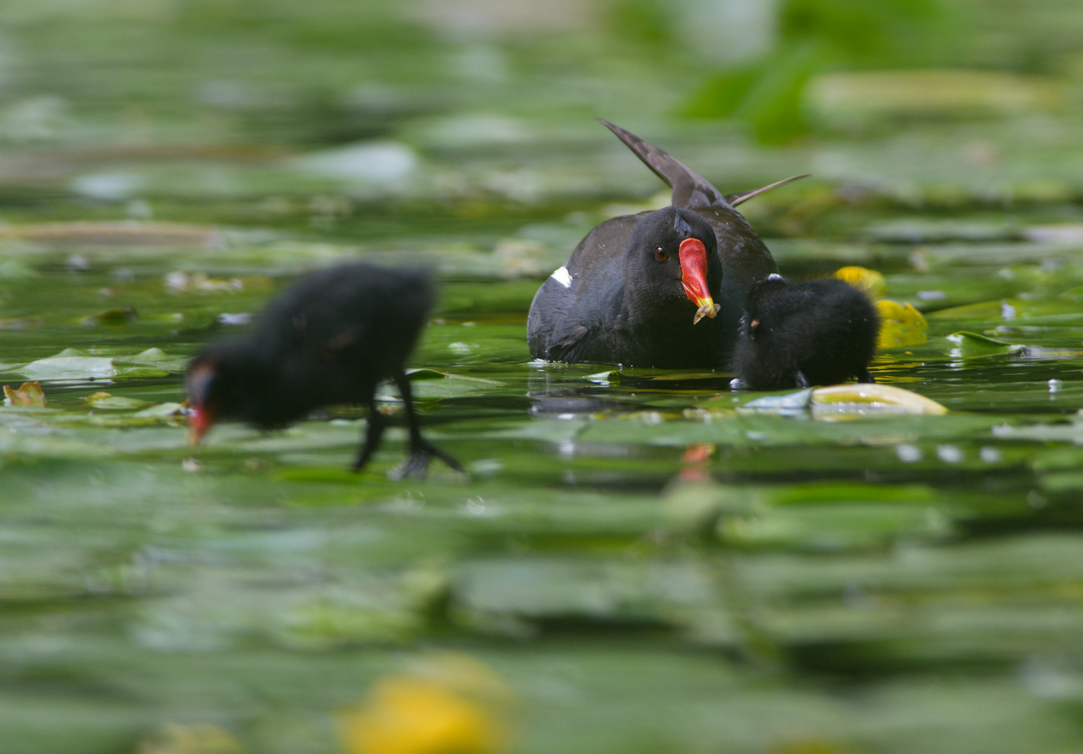 Essenreichen bei Teichvogels...