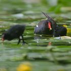 Essenreichen bei Teichvogels...