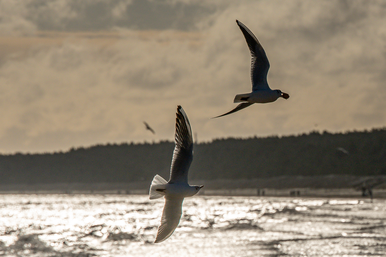 Essensneid im Flug