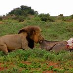 Essenszeit im Addo Elephant Park