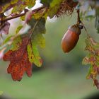 essenza d'autunno (2018)