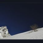 Essere un cespuglio a Cervinia