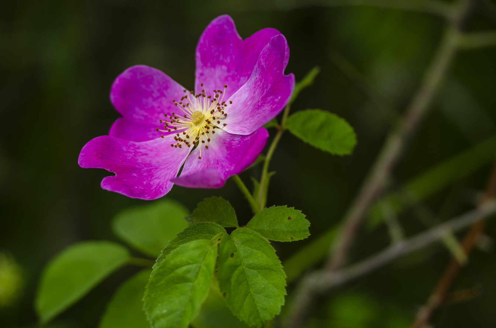 Essig-Rose (Rosa gallica)