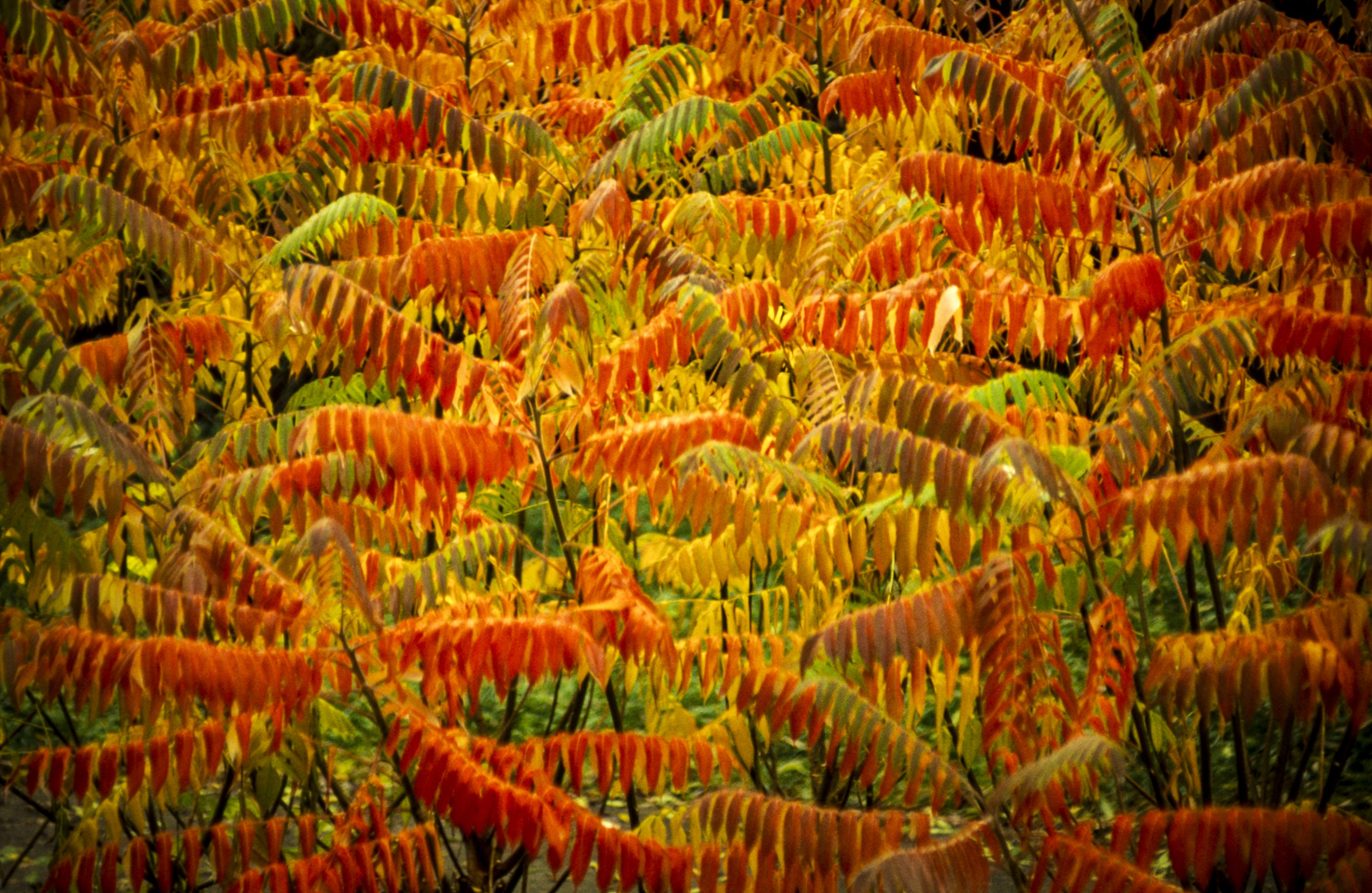 Essigbäume im Herbstlaub