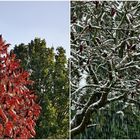 Essigbaum 17.10.23 und 26.11.23 - Links schneit es 