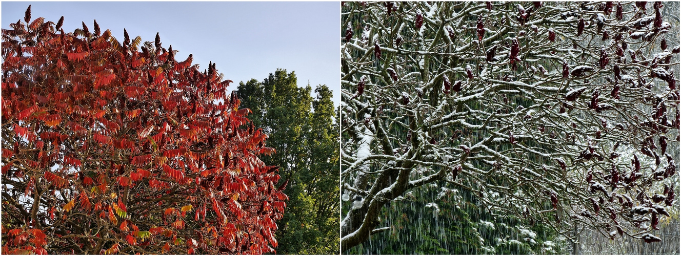 Essigbaum 17.10.23 und 26.11.23 - Links schneit es 