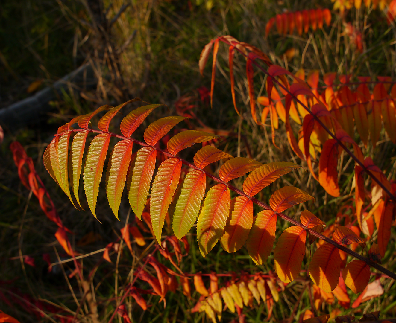 Essigbaum - das Farbenwunder im Herbst
