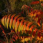 Essigbaum - das Farbenwunder im Herbst