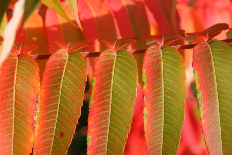 Essigbaum im Herbst