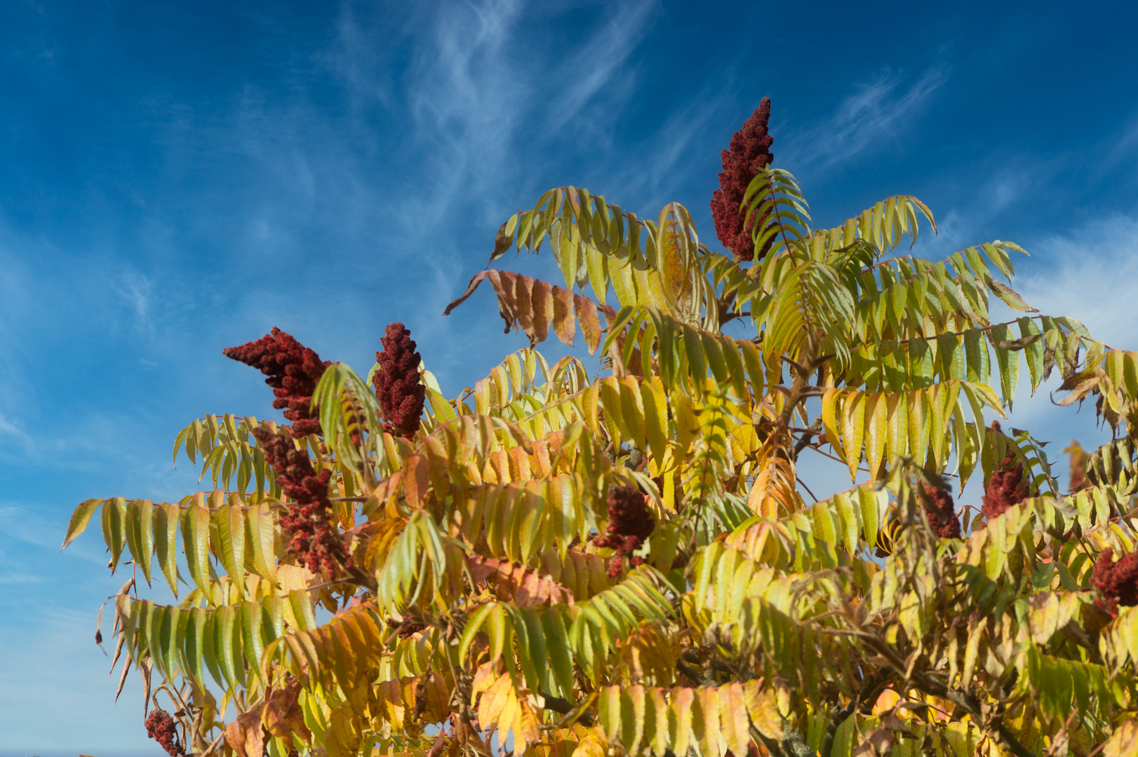 Essigbaum im Herbst