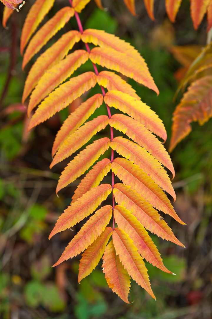 Essigbaum im Herbst