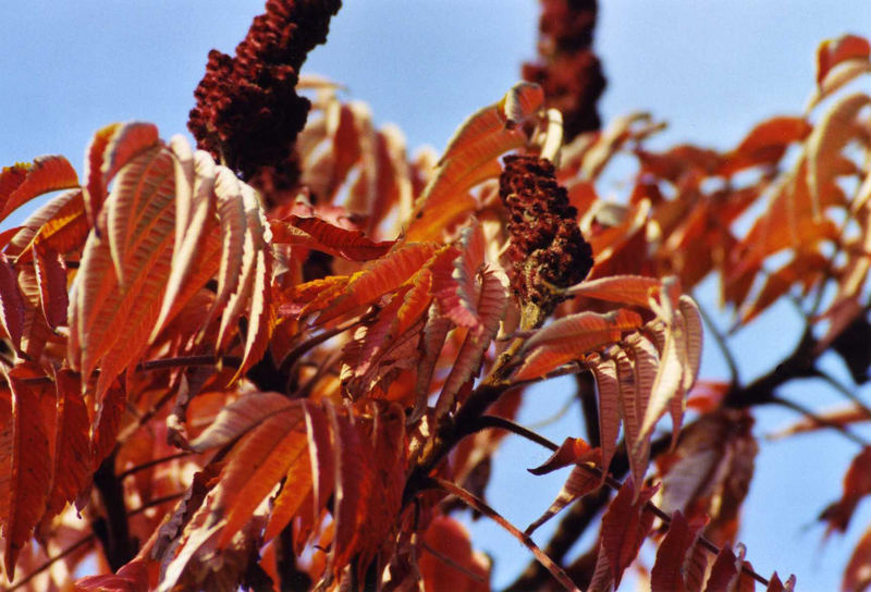 Essigbaum im Herbst