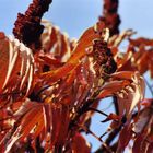 Essigbaum im Herbst