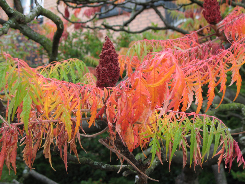 Essigbaum im Herbst