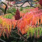 Essigbaum im Herbst