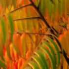 Essigbaum im Herbst - ICM