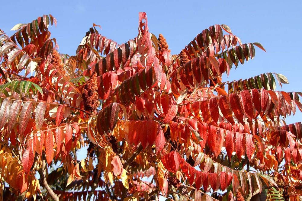 Essigbaum in Blau