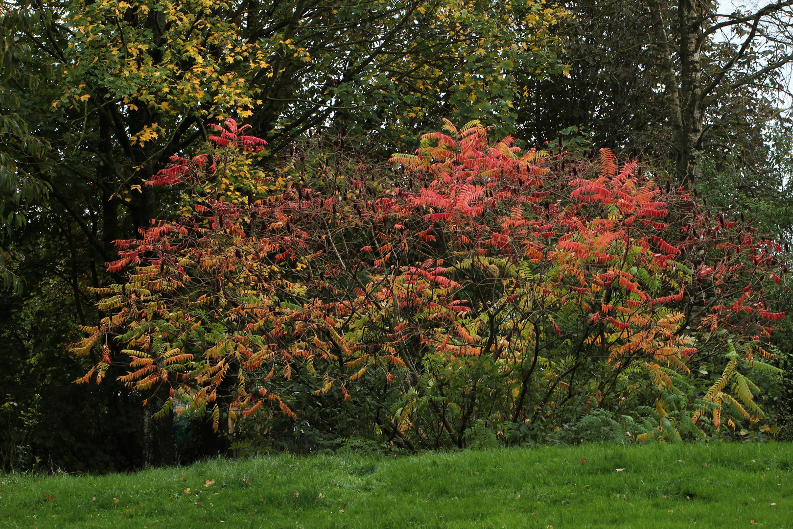 "Essigbaum" (Rhus typhina) im Herbst-Schmuck...