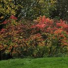 "Essigbaum" (Rhus typhina) im Herbst-Schmuck...