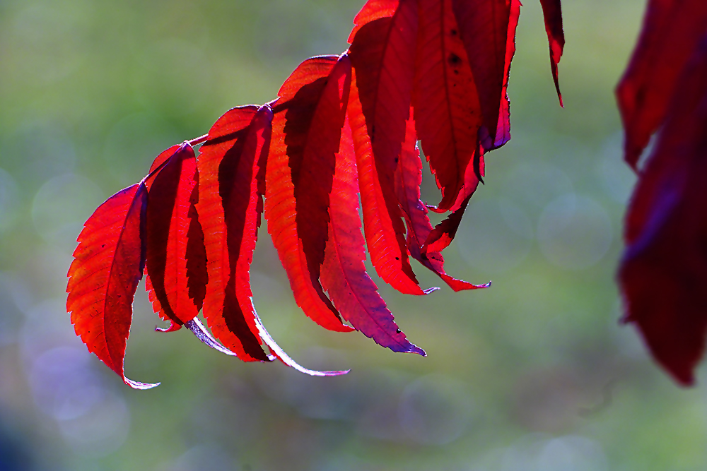 Essigbaum SDIM