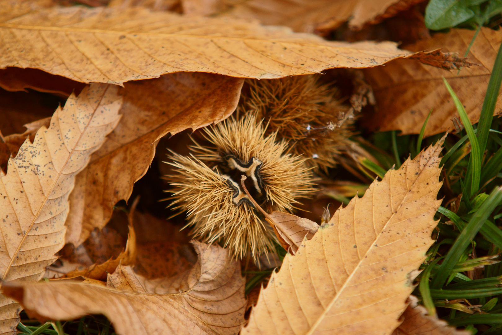 Esskasatanie im Herbstlaub