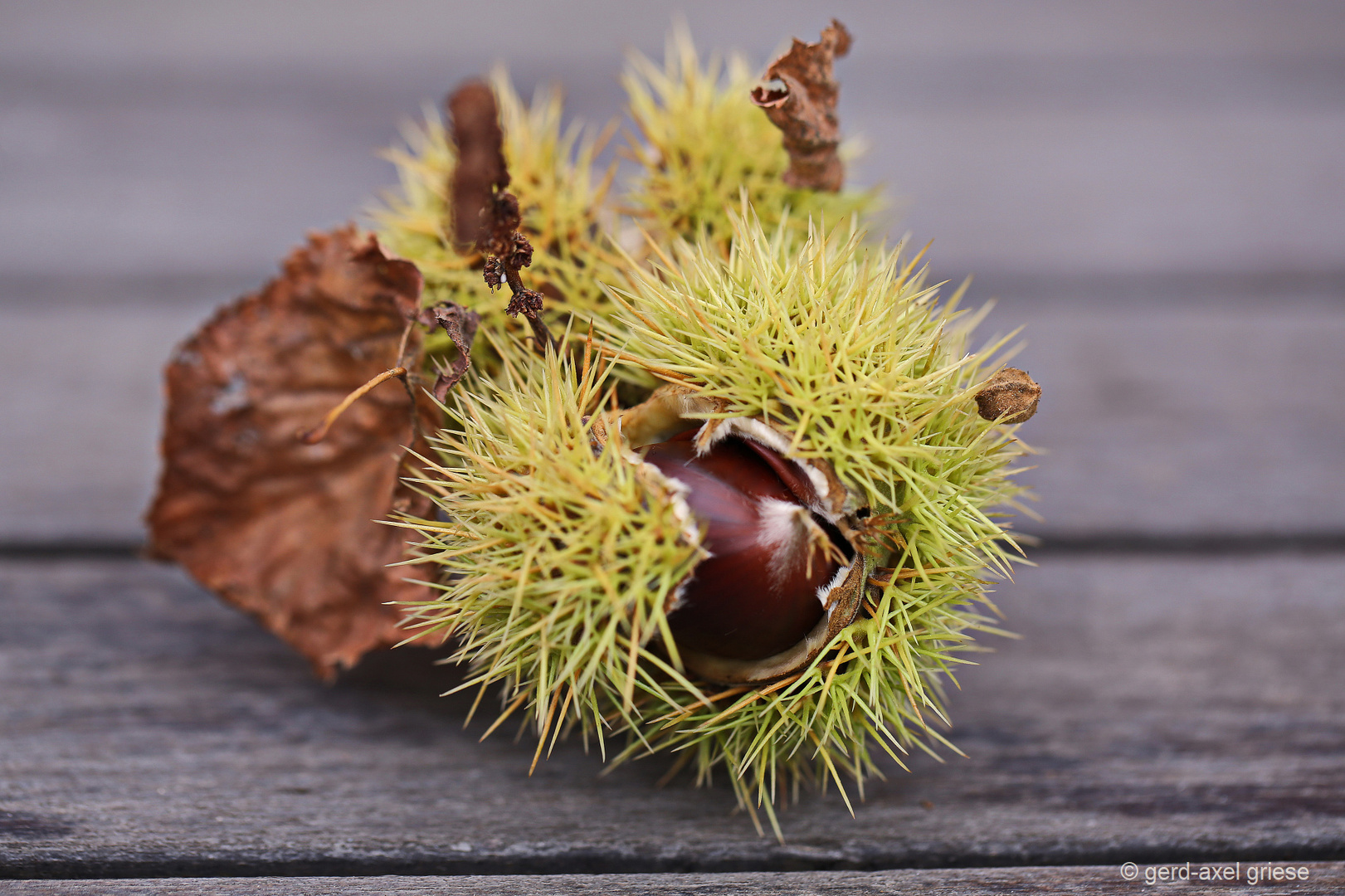 Esskastanie 1011 Foto & Bild natur, pflanzen, früchte Bilder auf