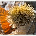 Eßkastanie an Herbstlaub